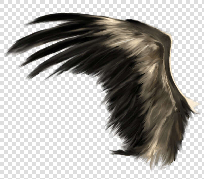 Wings Png Download   Realistic Black Wings Png  Transparent PngTransparent PNG