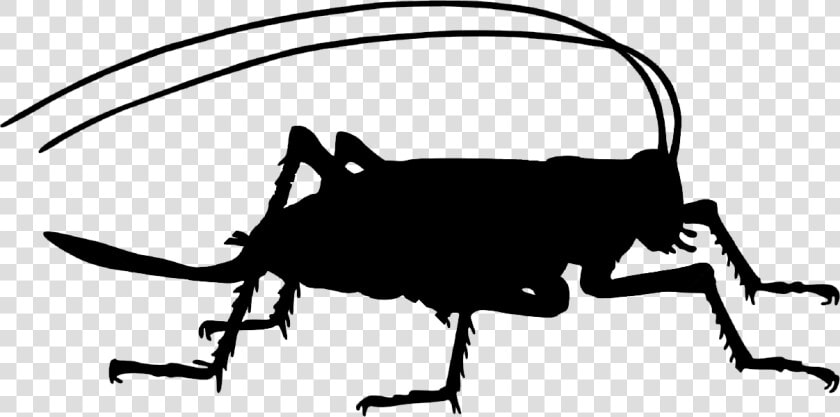 Cricket silhouette   Cricket Bug Silhouette Png  Transparent PngTransparent PNG