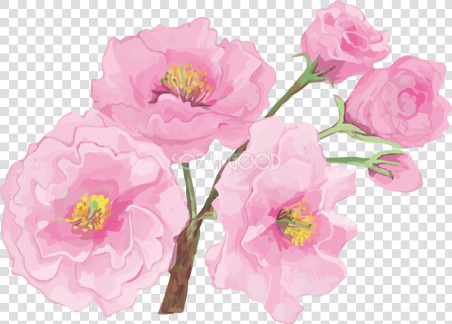 八重桜 イラスト 無料  HD Png DownloadTransparent PNG