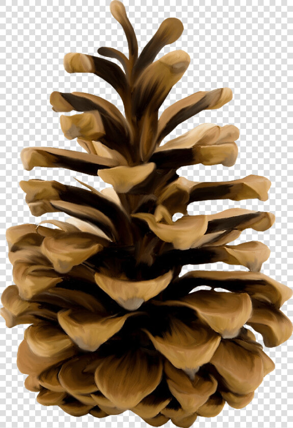 Pine Cone Illustration   Pine Cone Transparent Background  HD Png DownloadTransparent PNG