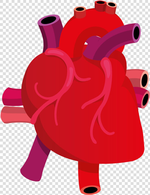 Human Heart On Behance   Real Heart Vector Png  Transparent PngTransparent PNG