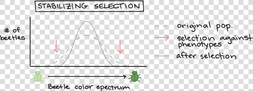 Natural Selection Bell Curve  HD Png DownloadTransparent PNG