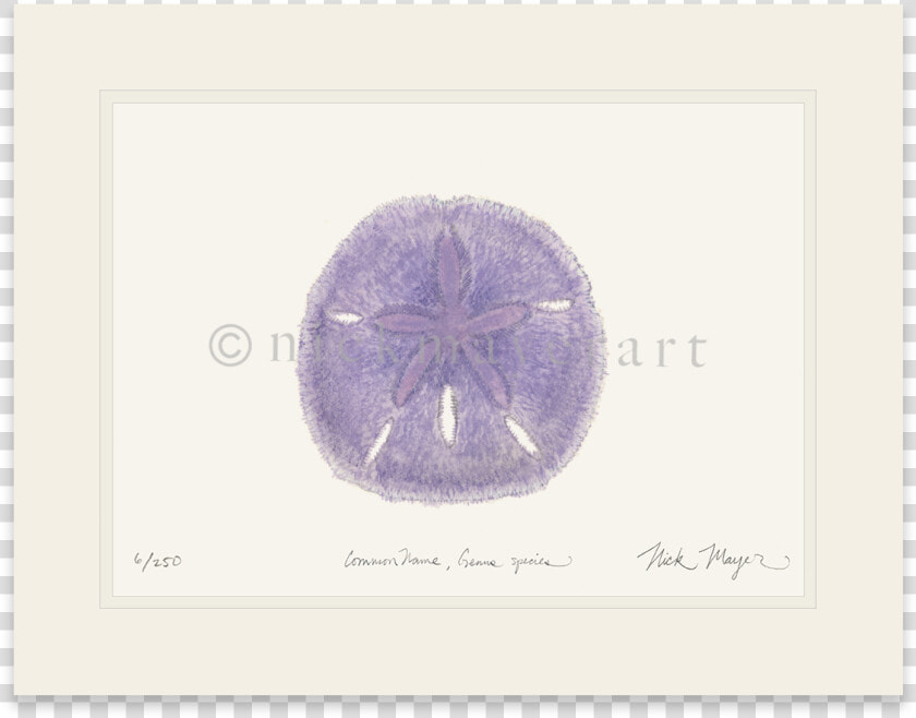 Purple Sand Dollar   Sand Dollar  HD Png DownloadTransparent PNG