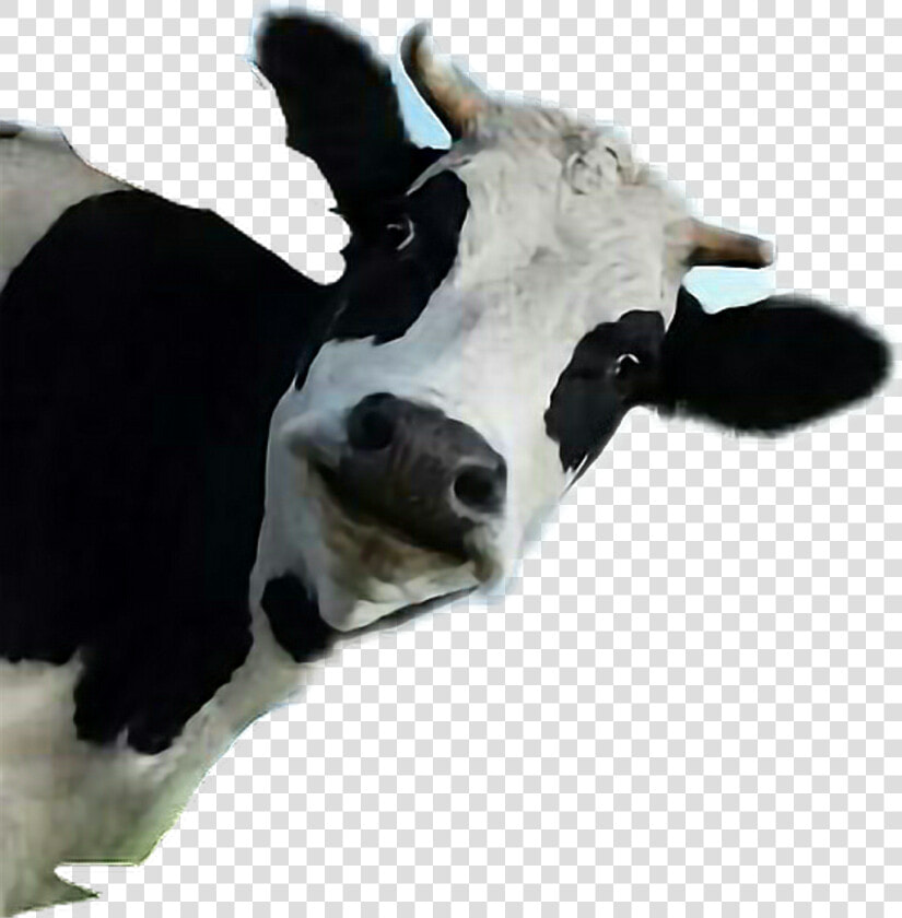 Transparent Vaca Clipart   Funny Cow Transparent Background  HD Png DownloadTransparent PNG