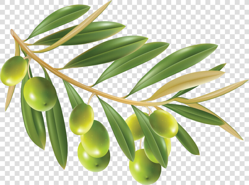 Olive Png   Transparent Background Olive Png  Png DownloadTransparent PNG