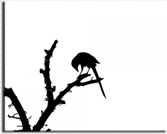 Desktop Wallpaper Image Quran Silhouette   Mockingbird  HD Png DownloadTransparent PNG