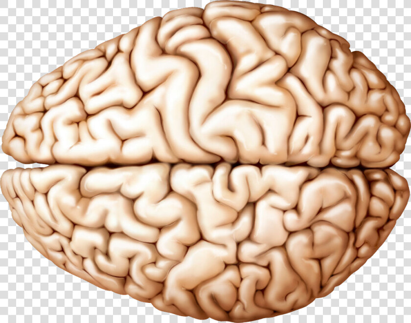 Brain Png   Human Brain Superior View  Transparent PngTransparent PNG