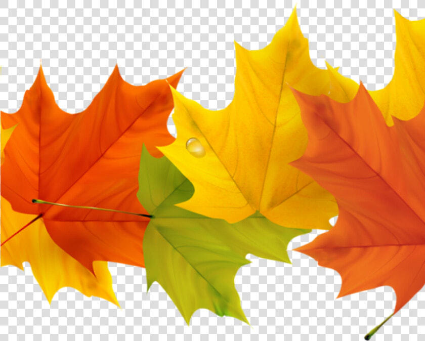 Free Fall Leaf Clip Art 19 Free Graphic Free Fall Leaves  HD Png DownloadTransparent PNG