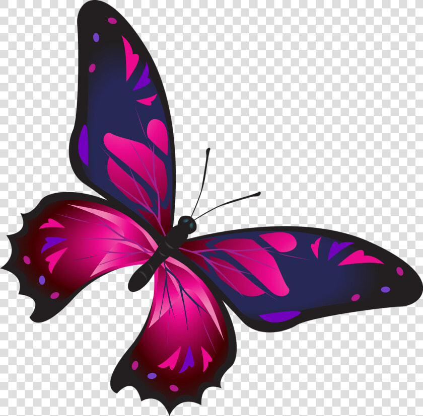 Butterfly  Colorful  Pink  Blue  Insect  Decoration   Kupu Kupu Png  Transparent PngTransparent PNG