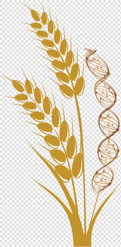 Wheat Stalk Png   Wheat  Transparent PngTransparent PNG