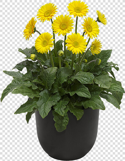 Yellow Garvinea Gerbera Daisy  HD Png DownloadTransparent PNG