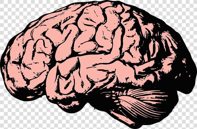 Brain  Think  Knowledge  Mind  Science  Anatomy  Health   Brains Png  Transparent PngTransparent PNG