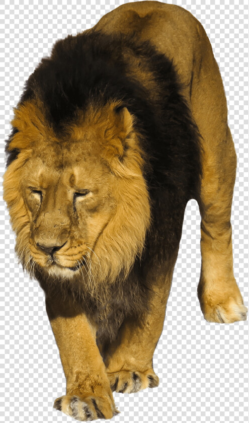 Animales Salvajes Png  Transparent PngTransparent PNG