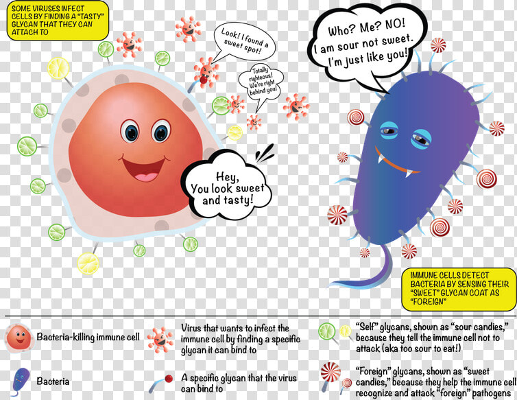 The Sugars On Our Cells And On Bacterial Cells Label   Sugar Cells  HD Png DownloadTransparent PNG