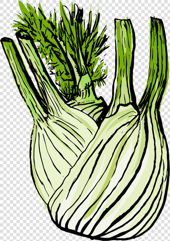 Leek Clipart   Png Download   Fennel Clipart  Transparent PngTransparent PNG