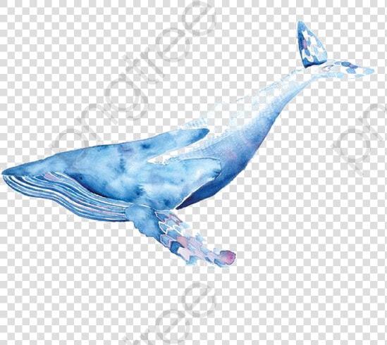 Watercolor Whale Clipart Blue   Watercolor Whale Png  Transparent PngTransparent PNG