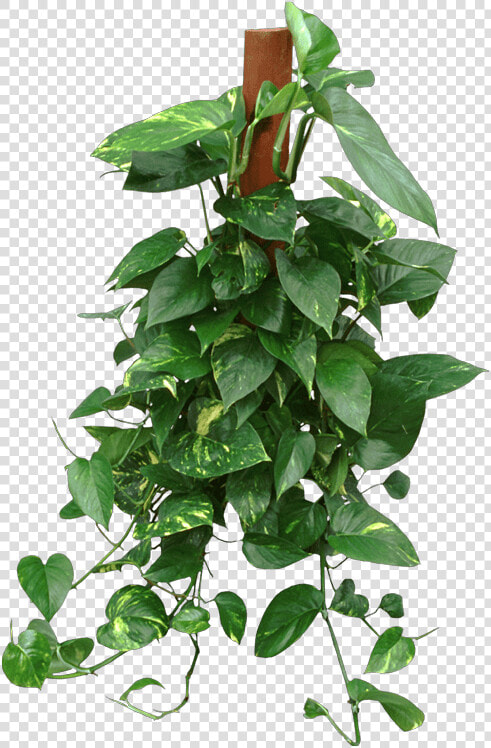 Houseplant  HD Png DownloadTransparent PNG