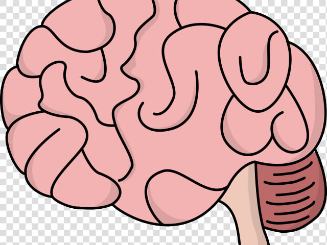 Brains Clipart Human Brain   Transparent Background Brain Clipart Png  Png DownloadTransparent PNG