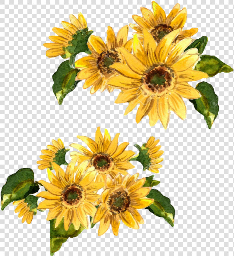 Transparent Girasol Clipart   Painted Yellow Flowers  HD Png DownloadTransparent PNG