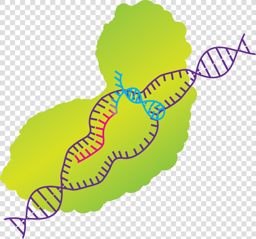 His Work Raises Ethical Concerns From Scientists Around   Crispr Cas9 Clip Art  HD Png DownloadTransparent PNG