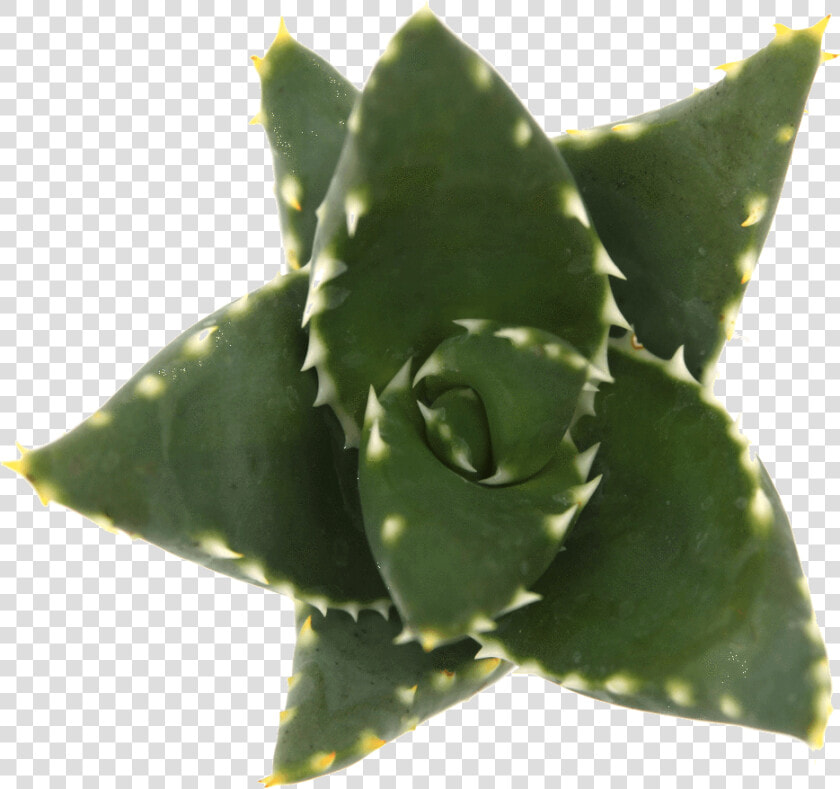 Agave  HD Png DownloadTransparent PNG