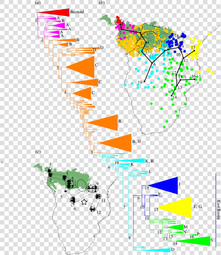 Bantu Phylogenetic Tree  HD Png DownloadTransparent PNG