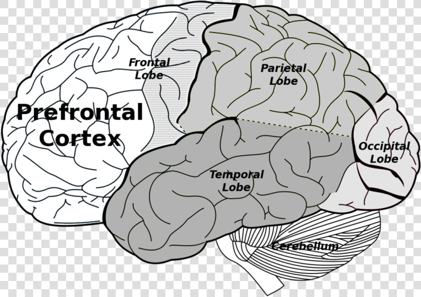 Prefrontal And Parietal Cortex  HD Png DownloadTransparent PNG