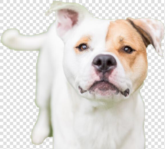 Dog Looking Png Hd   White Staffy Red Eye Patches  Transparent PngTransparent PNG