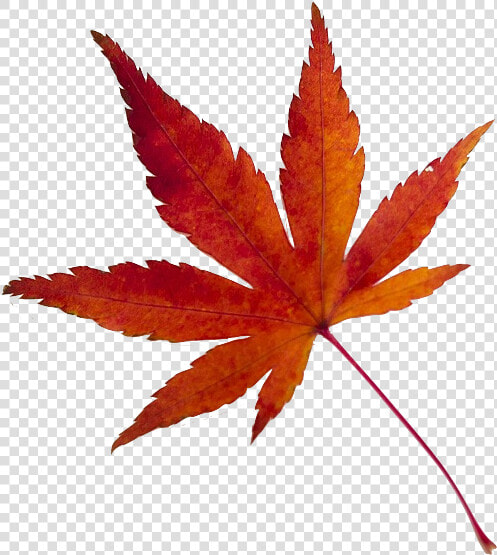 Maple Leaf 638022 1920   Frasi Con Soggetto E Predicato  HD Png DownloadTransparent PNG