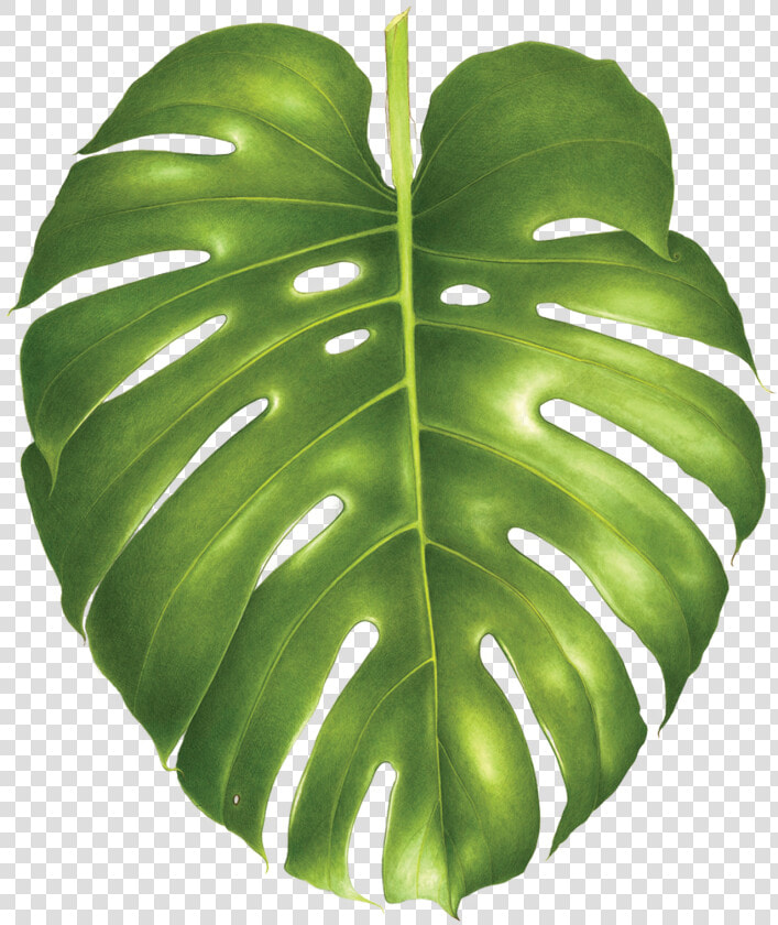 Transparent Monstera Leaf Png   Philodendron Png  Png DownloadTransparent PNG