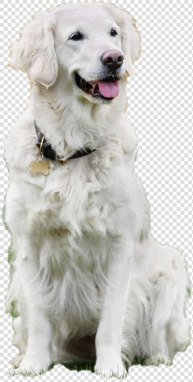 Dog Sitting Transparent Background   Slovak Cuvac  HD Png DownloadTransparent PNG