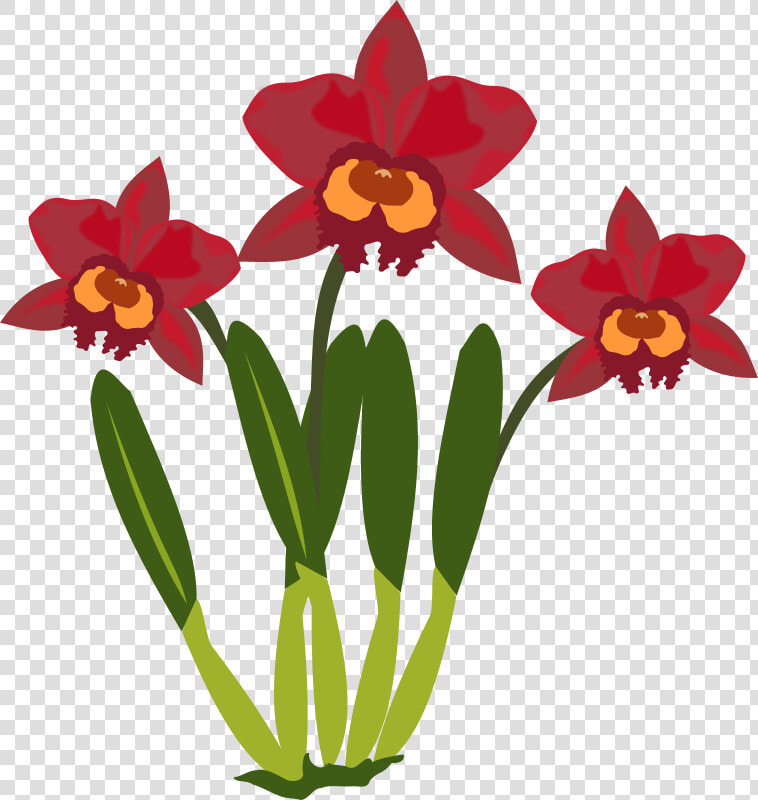 Cattleya   Cartoon Picture Of Orchid Flower  HD Png DownloadTransparent PNG