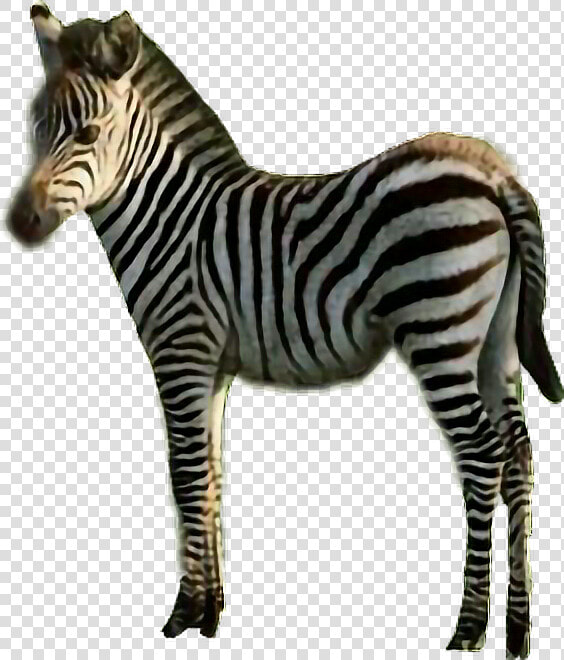  sticker  zebra  stripes  black  amp  White  animal  freetoedit   Quagga  HD Png DownloadTransparent PNG