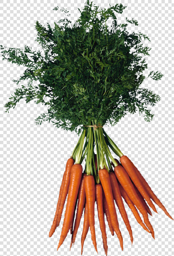 Carrot   Bunch Of Carrots Png  Transparent PngTransparent PNG