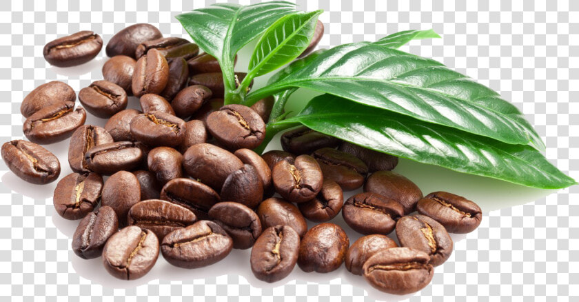 Download Coffee Beans Png Image   Coffee Bean Png File  Transparent PngTransparent PNG