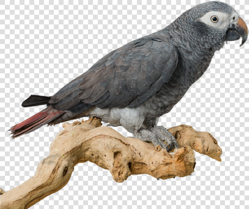 Hand Feeding For Baby Birds  Home  Goodbird Hand Feeding   African Grey  HD Png DownloadTransparent PNG