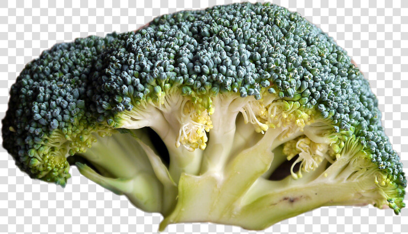 Broccoli   Does Bad Broccoli Look Like  HD Png DownloadTransparent PNG