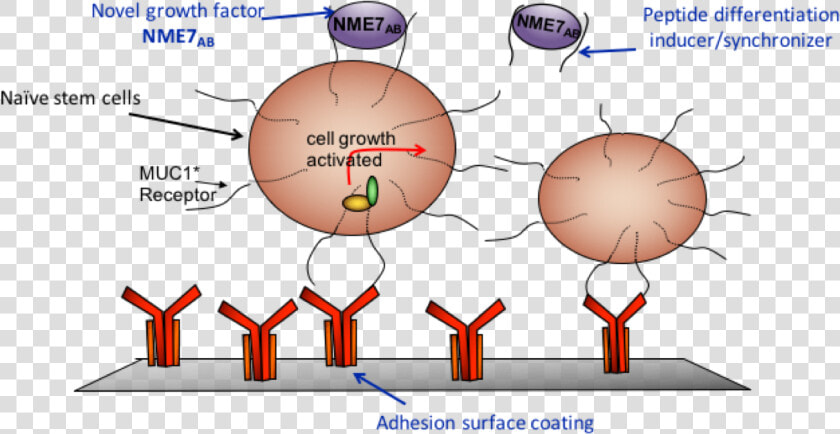 Types Of Regenerative Medicines  HD Png DownloadTransparent PNG