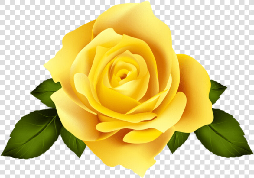 Thumb Image   Yellow Rose Transparent Background  HD Png DownloadTransparent PNG