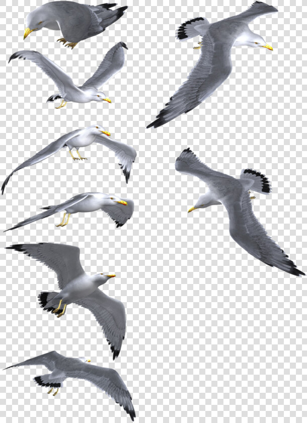 Flying Seagull Png   Seagulls In Flight Png  Transparent PngTransparent PNG