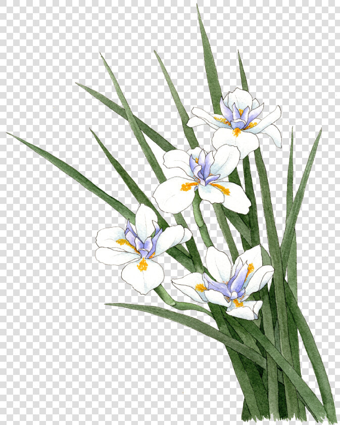 Fortnight Lily   Snow Crocus  HD Png DownloadTransparent PNG