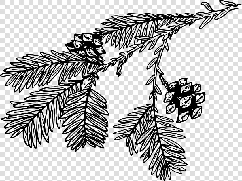 Transparent Redwood Tree Clipart   Redwood Branch Black And White Clipart  HD Png DownloadTransparent PNG