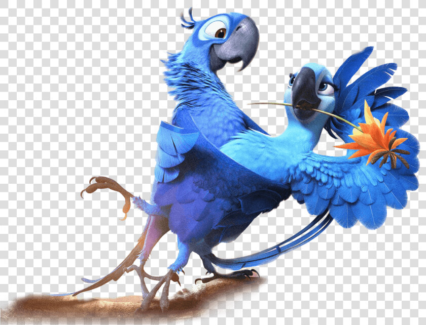 Desenho Arara Azul Filme Rio  HD Png DownloadTransparent PNG