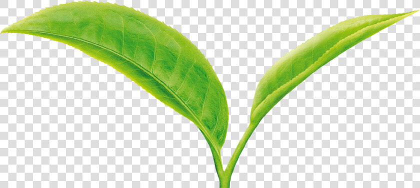 Tea Leaf Png   Green Tea Leaves Png  Transparent PngTransparent PNG