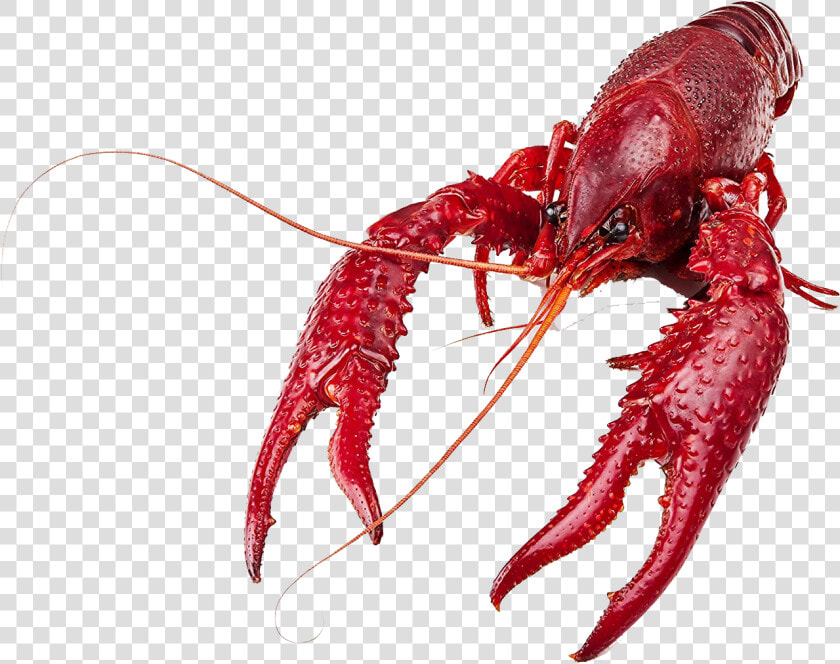 Food   Crawfish Png  Transparent PngTransparent PNG