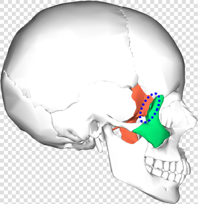 Sphenoid And Zygomatic Bone  HD Png DownloadTransparent PNG