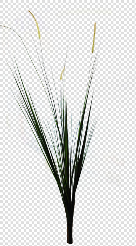 Transparent Ornamental Grass Png   Grass  Png DownloadTransparent PNG