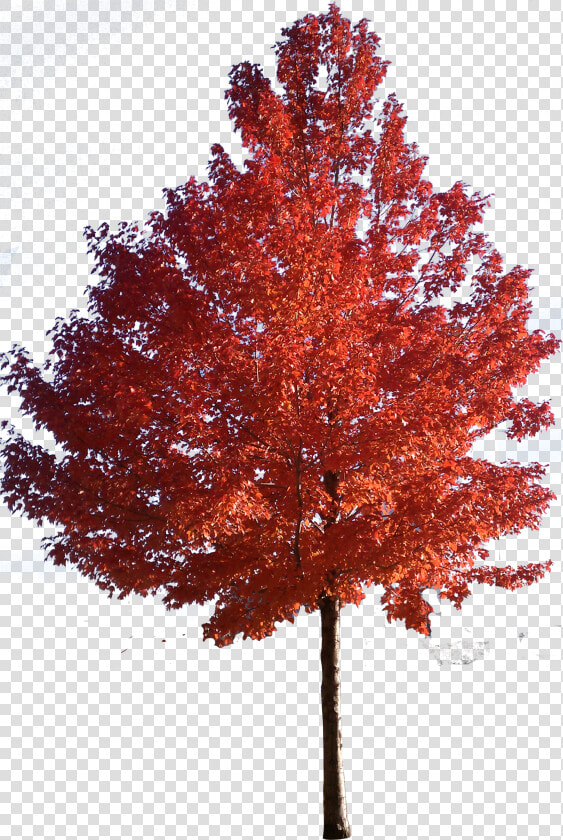 Tree Japanese Trees Sugar Red Maple Clipart   Japanese Maple Tree Png  Transparent PngTransparent PNG