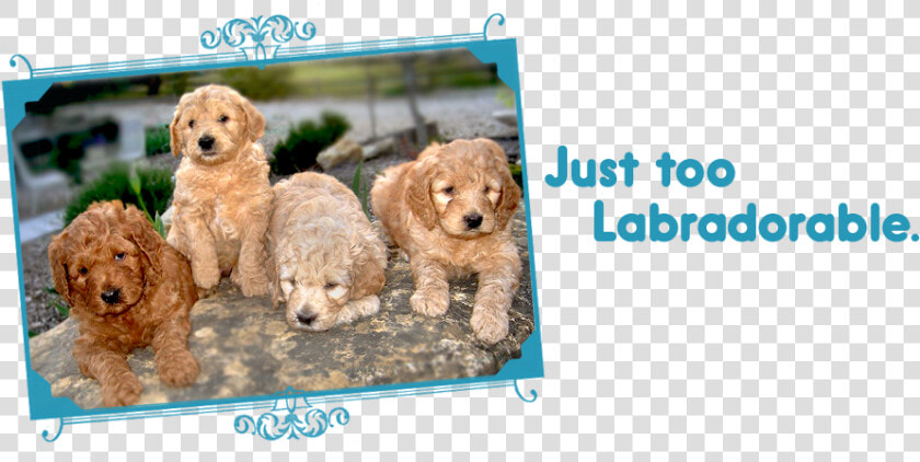 Just Too Labradorable   Labradoodle Puppies On Loveable   Goldendoodle  HD Png DownloadTransparent PNG