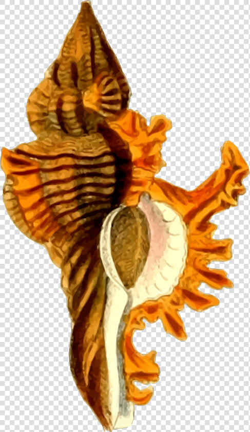 Sea Shell 29 Clip Arts   Png Image Sea Shells Hd  Transparent PngTransparent PNG